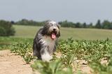 BEARDED COLLIE 047
